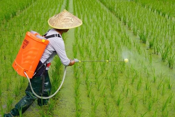 二甲四氯钠对水稻有什么影响，正确使用一般没有危害