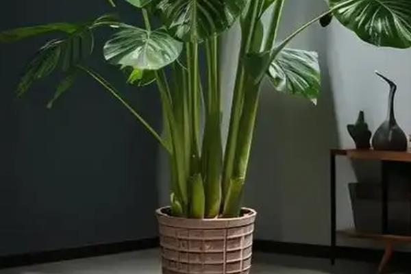 滴水观音叶子越来越小的原因，可能是缺少光照所致
