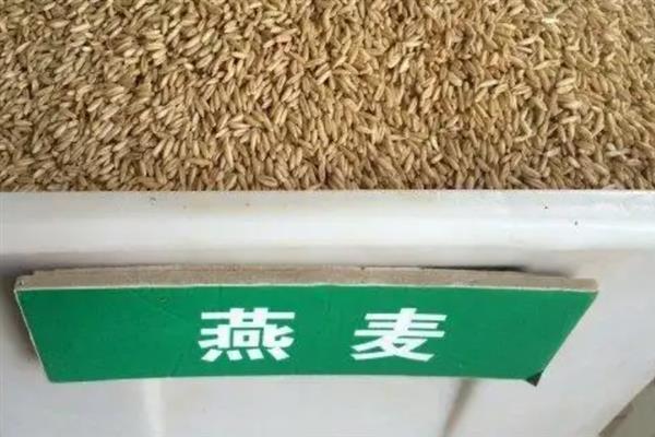 燕麦怎么播种，以机械播种或开沟条播为宜