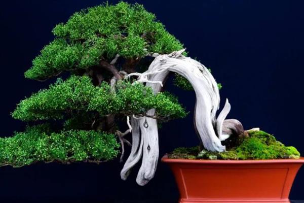 柏树盆景的制作方法，初冬以后和早春尚未萌发之前挖掘