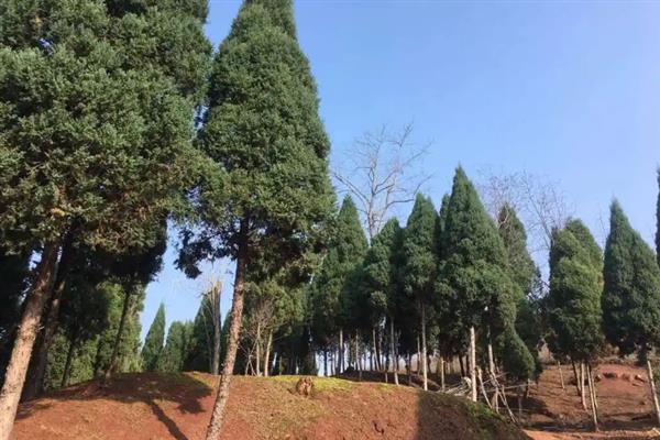 柏树盆景的制作方法，初冬以后和早春尚未萌发之前挖掘