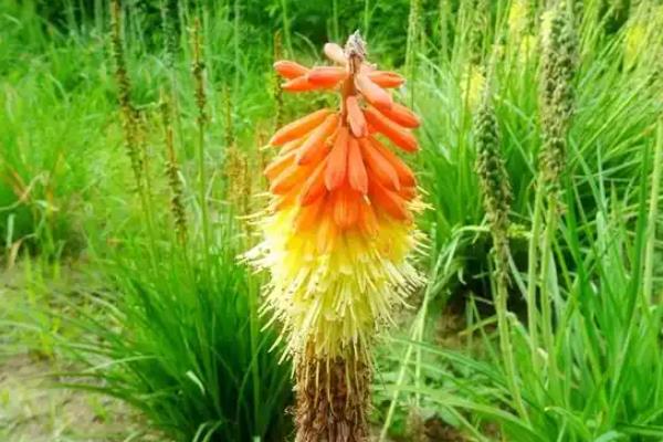 火炬花怎么养殖，让生长环境保持湿润