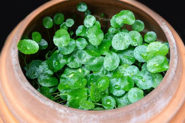 香菇草和金钱草的区别，种属、叶子、花朵均不同