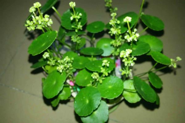 香菇草和金钱草的区别，种属、叶子、花朵均不同
