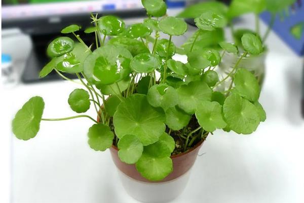 香菇草和金钱草的区别，种属、叶子、花朵均不同