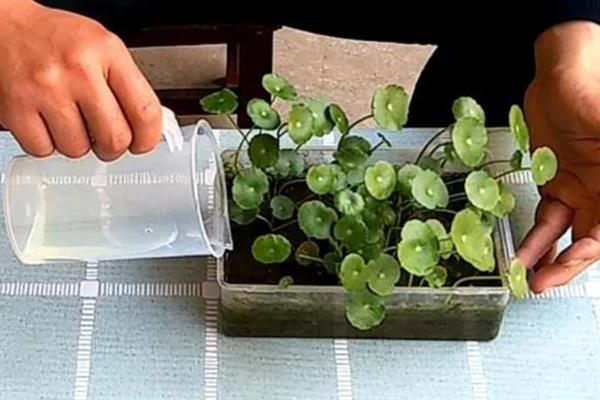 香菇草和金钱草的区别，种属、叶子、花朵均不同