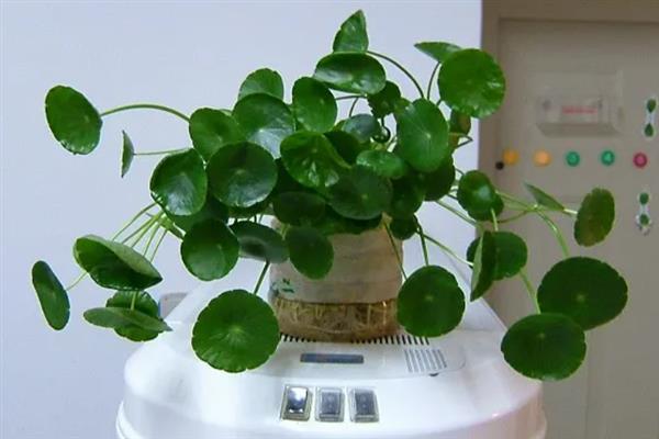 香菇草和金钱草的区别，种属、叶子、花朵均不同