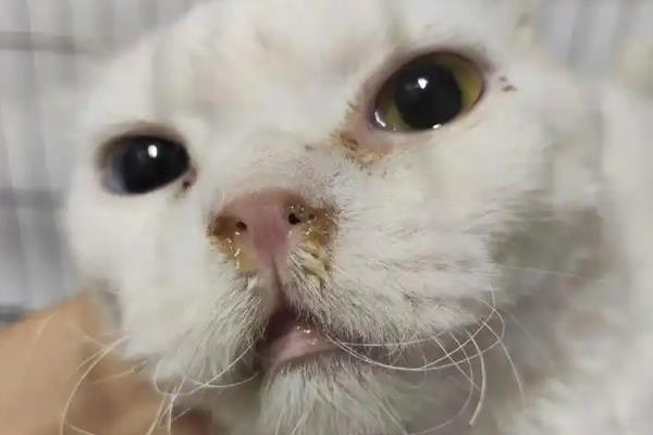 猫鼻支的由来，一般是接触了带有疱疹病毒的猫