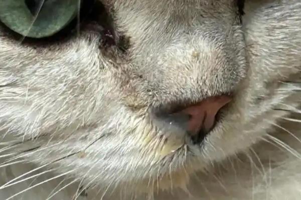 猫鼻支的由来，一般是接触了带有疱疹病毒的猫