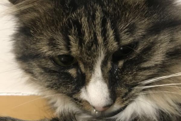 猫鼻支的由来，一般是接触了带有疱疹病毒的猫