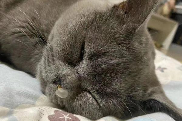 猫鼻支的由来，一般是接触了带有疱疹病毒的猫