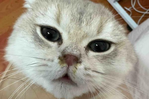 猫鼻支的由来，一般是接触了带有疱疹病毒的猫