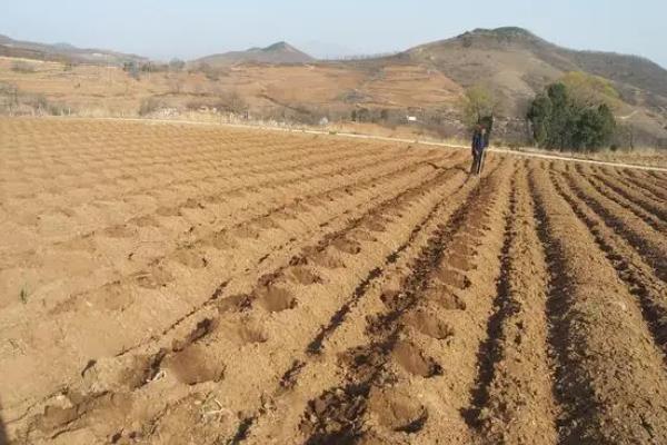 雪莲果如何种植，多采用穴播方法