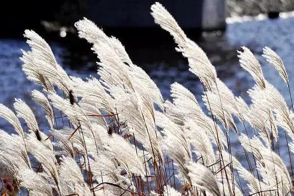 芦苇的主要特性，水田、旱田都易受害