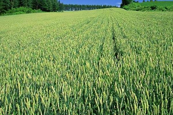 芦苇的主要特性，水田、旱田都易受害