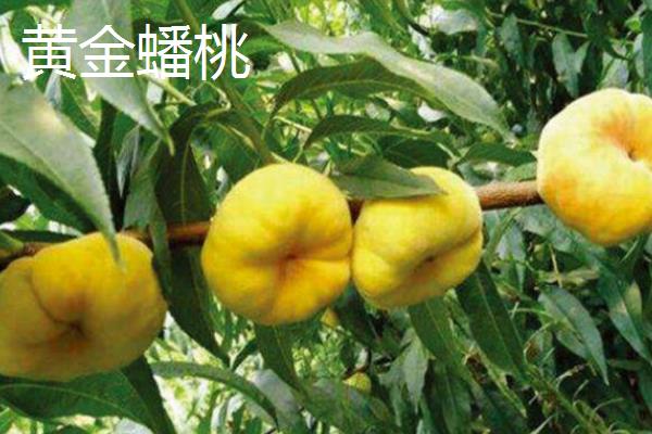 桃树的晚熟品种，常见的有映霜红、黄金蟠桃等