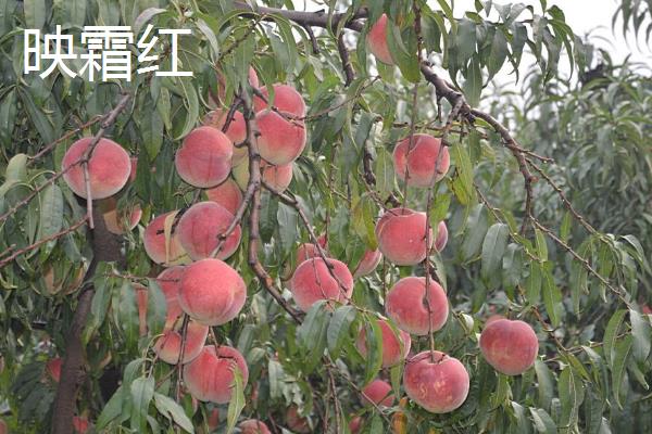 桃树的晚熟品种，常见的有映霜红、黄金蟠桃等