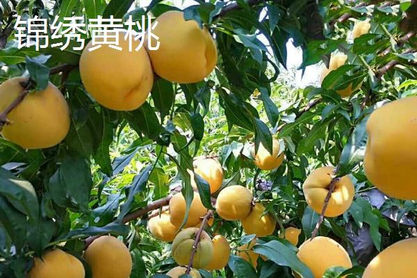桃树的晚熟品种，常见的有映霜红、黄金蟠桃等