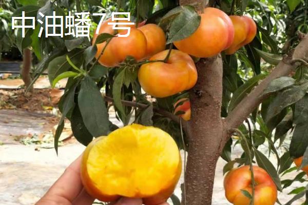 桃树的晚熟品种，常见的有映霜红、黄金蟠桃等