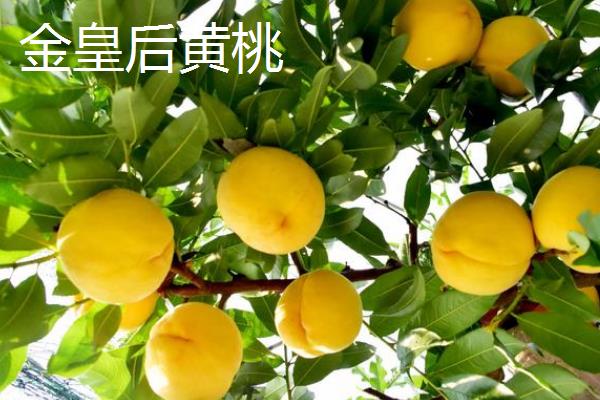 桃树的晚熟品种，常见的有映霜红、黄金蟠桃等