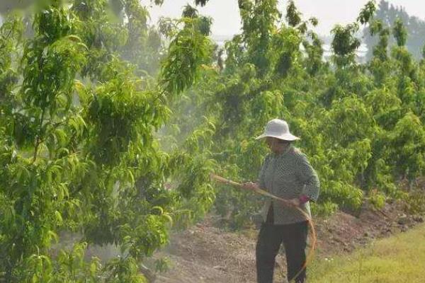 桃树的晚熟品种，常见的有映霜红、黄金蟠桃等