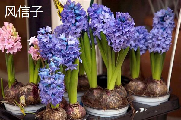 冬天能种哪些花卉，可选择风信子、长寿花、秋海棠等品种