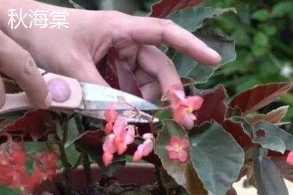 冬天能种哪些花卉，可选择风信子、长寿花、秋海棠等品种