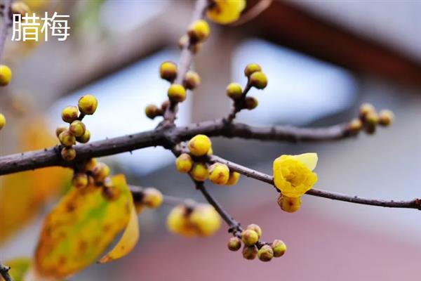 冬天能种哪些花卉，可选择风信子、长寿花、秋海棠等品种