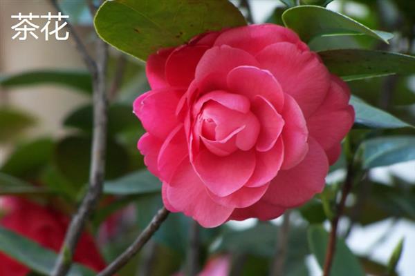 冬天能种哪些花卉，可选择风信子、长寿花、秋海棠等品种