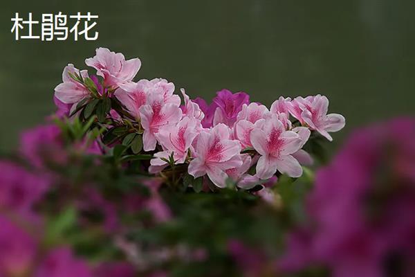 冬天能种哪些花卉，可选择风信子、长寿花、秋海棠等品种