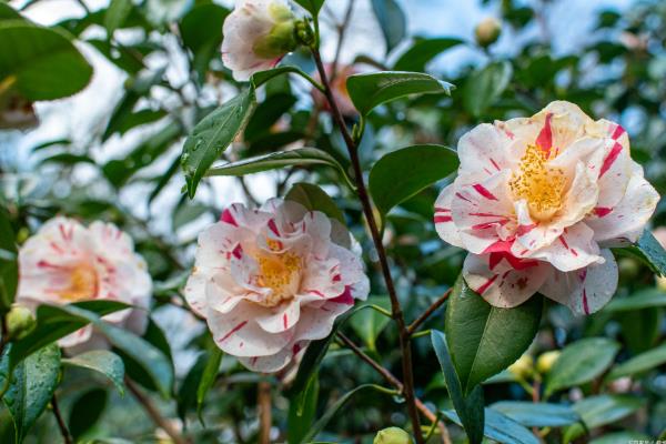 秋季如何养殖山茶花，每隔10-15天追施一次肥料