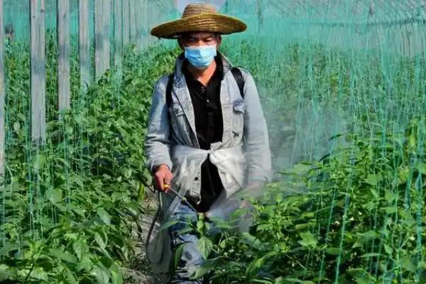二氰蒽醌的使用注意事项，在辣椒上面的安全隔离期为7天
