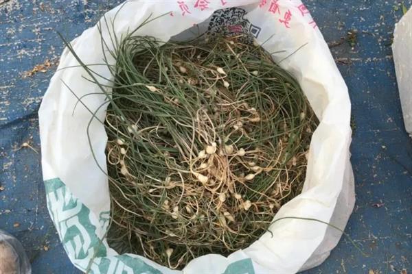 野蒜能不能用冰箱保存，冷藏室的温度需保持在4℃左右