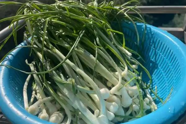 野蒜能不能用冰箱保存，冷藏室的温度需保持在4℃左右