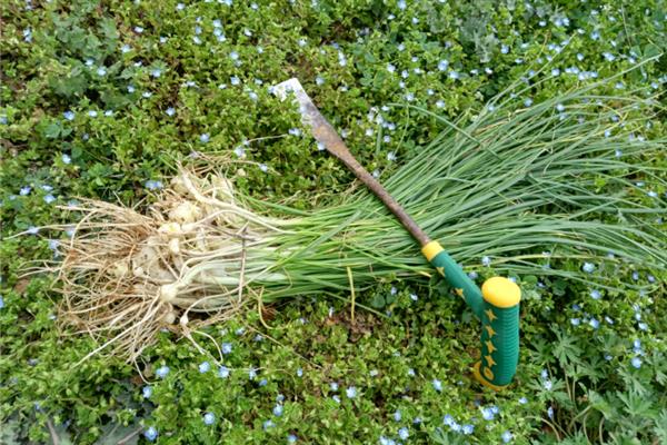 野蒜能不能用冰箱保存，冷藏室的温度需保持在4℃左右