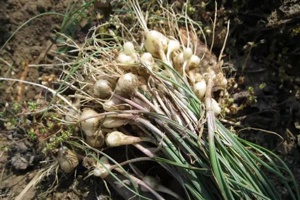 野蒜能不能用冰箱保存，冷藏室的温度需保持在4℃左右