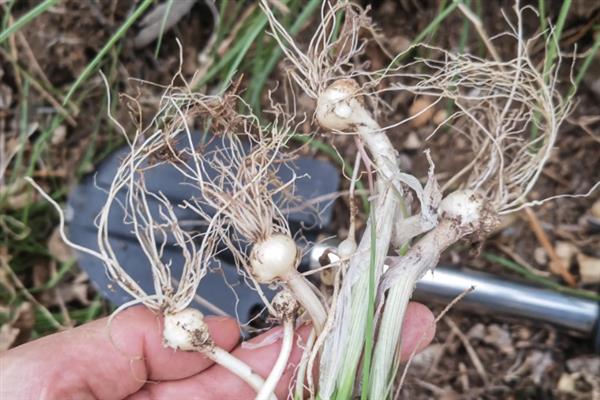 野蒜能不能用冰箱保存，冷藏室的温度需保持在4℃左右