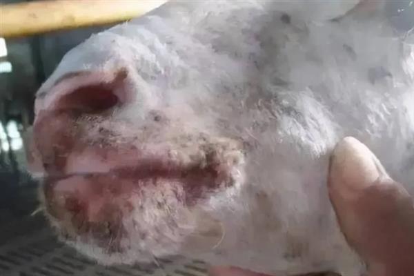 口蹄疫的特点和症状，会导致嘴巴里和趾间长水泡