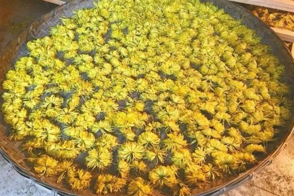 菊花茶如何制作，先将其用清水清洗干净