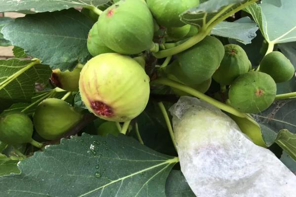 无花果的果实为什么会萎蔫，存在雨水过多、缺少水分和养分等原因