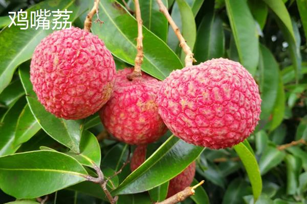 中国十大荔枝是哪些，挂绿、妃子笑、糯米糍等品种榜上有名