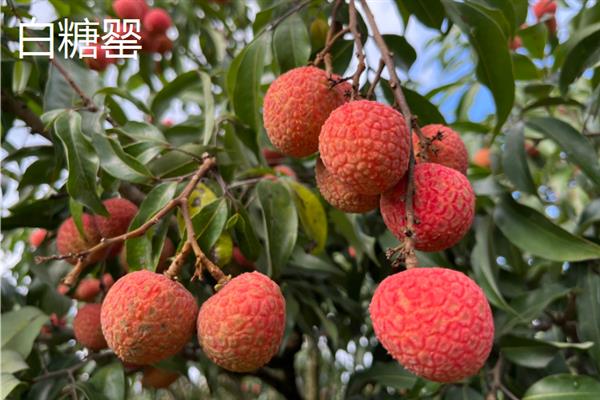 中国十大荔枝是哪些，挂绿、妃子笑、糯米糍等品种榜上有名
