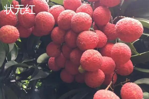 中国十大荔枝是哪些，挂绿、妃子笑、糯米糍等品种榜上有名