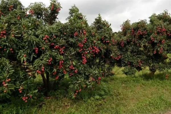中国十大荔枝是哪些，挂绿、妃子笑、糯米糍等品种榜上有名