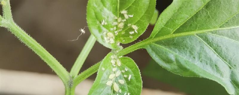 辣椒苗长虫子如何处理，喷洒花椒或胡椒溶液可灭杀多种害虫