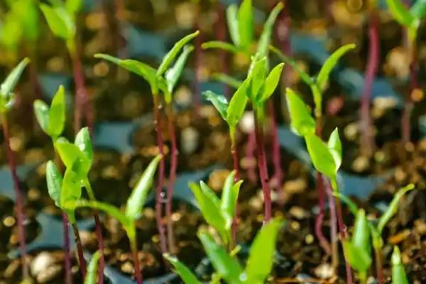 辣椒苗长虫子如何处理，喷洒花椒或胡椒溶液可灭杀多种害虫