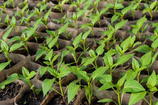 辣椒苗长虫子如何处理，喷洒花椒或胡椒溶液可灭杀多种害虫