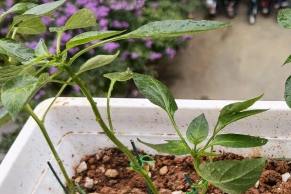 辣椒苗长虫子如何处理，喷洒花椒或胡椒溶液可灭杀多种害虫