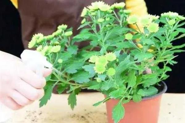 让四季菊花多开花的方法，定期追施磷肥可促进花朵生长