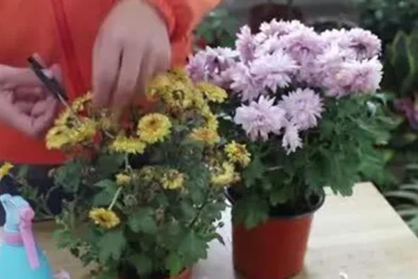 让四季菊花多开花的方法，定期追施磷肥可促进花朵生长